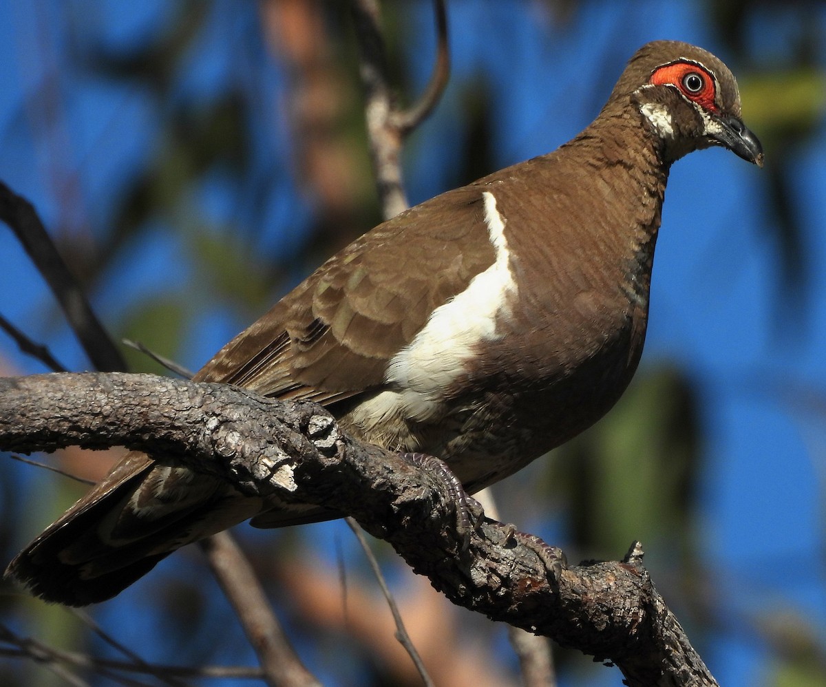 Partridge Pigeon - ML642521483