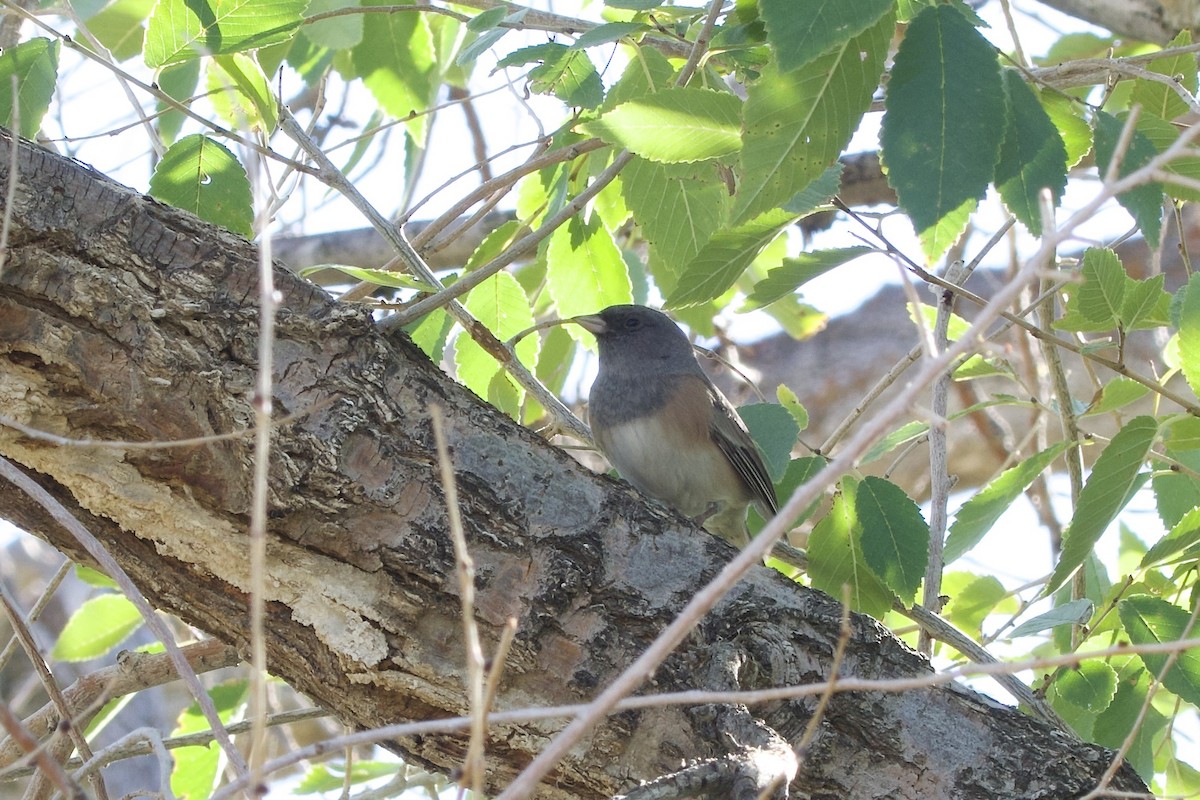 Dark-eyed Junco (Pink-sided) - ML642521506