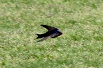 Welcome Swallow - ML642521511