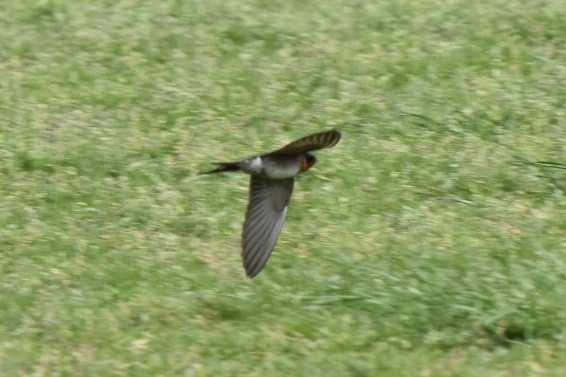 Welcome Swallow - ML642521512