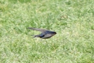 Welcome Swallow - ML642521513