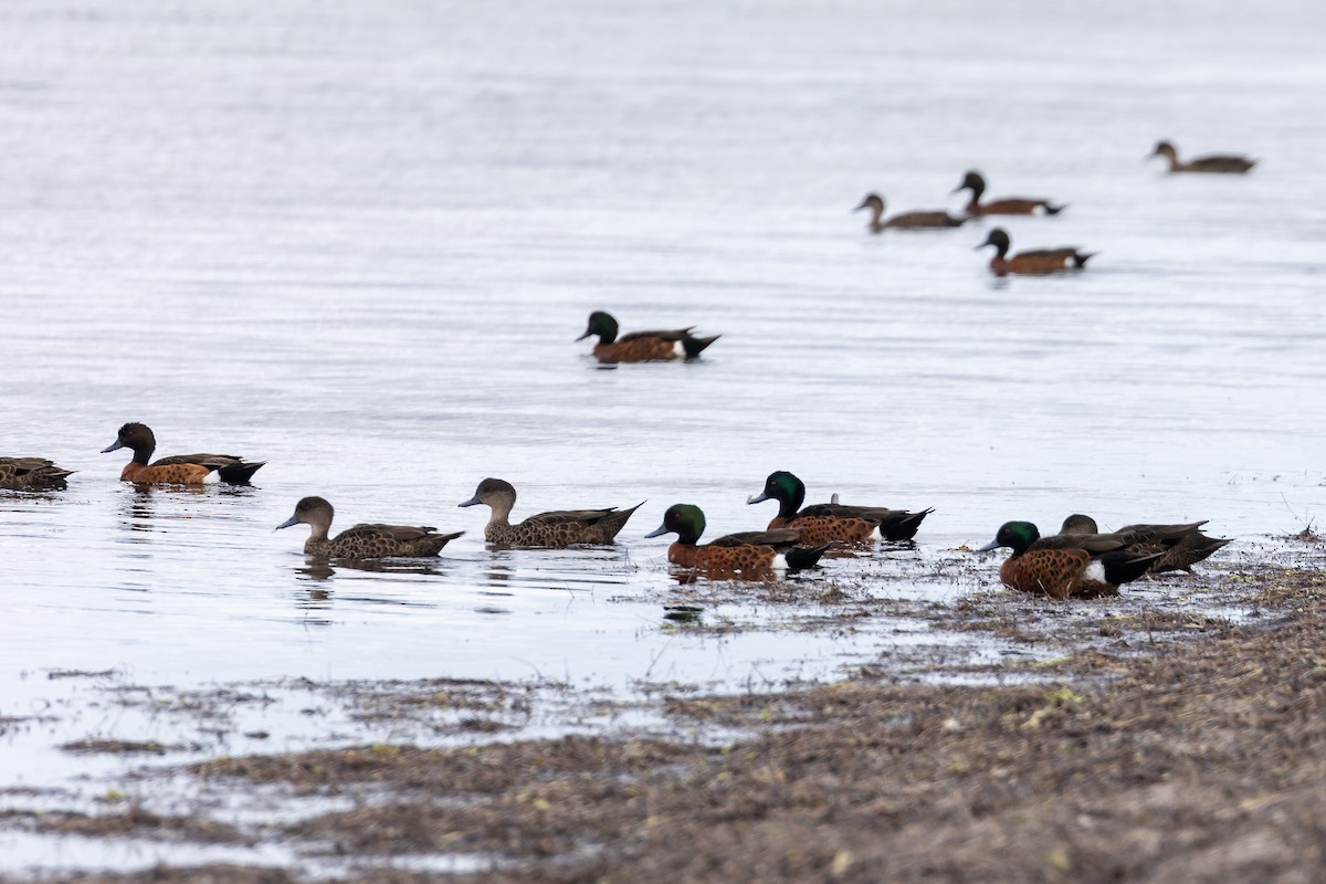 Chestnut Teal - ML642521524
