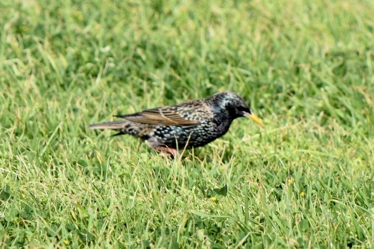 European Starling - ML642521528