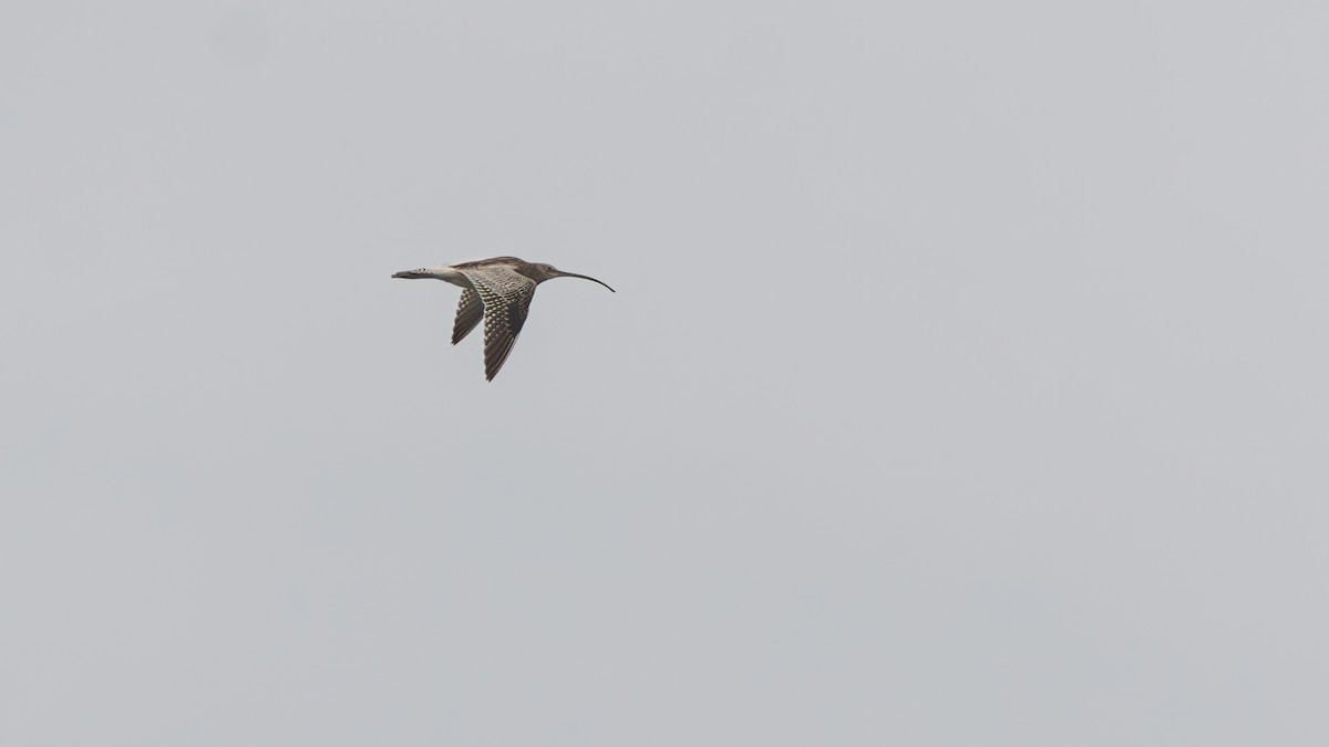 Eurasian Curlew - ML642521534