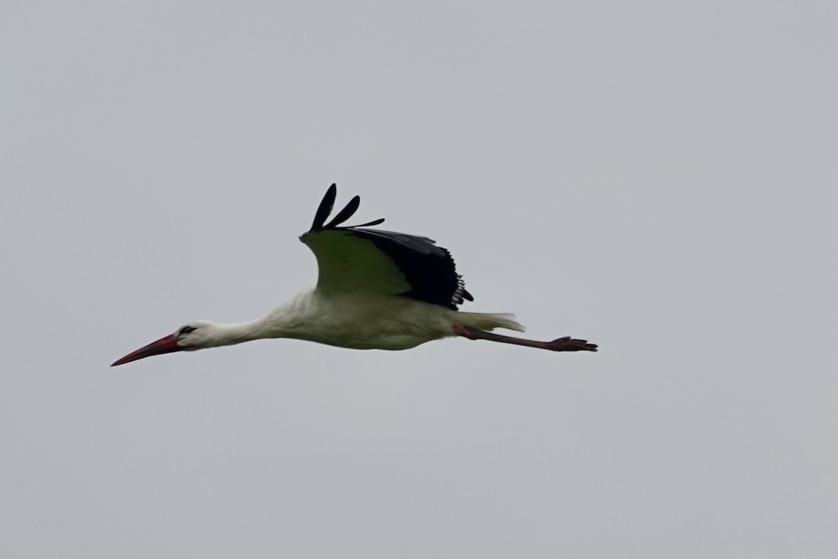 White Stork - ML642521541