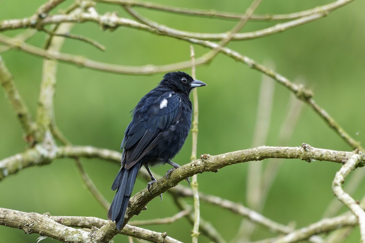 White-lined Tanager - ML642521543