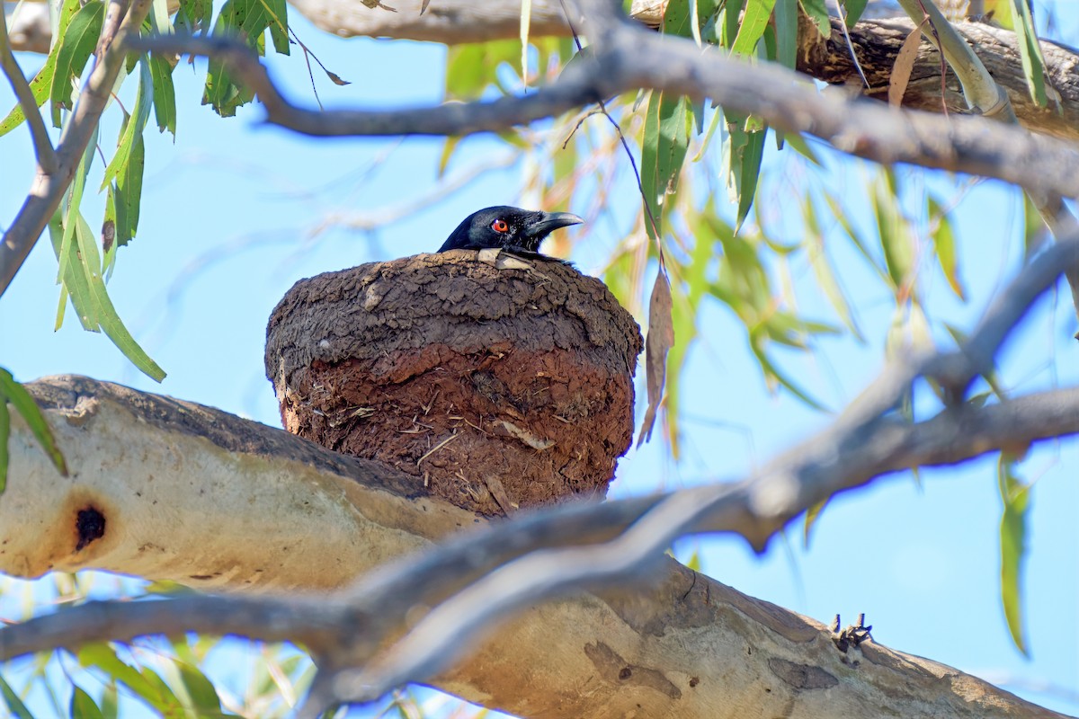 White-winged Chough - ML642521551