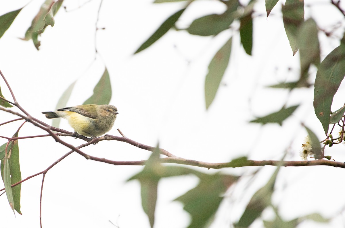 Weebill - ML642521552