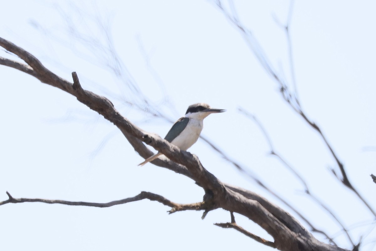 Red-backed Kingfisher - ML642521562