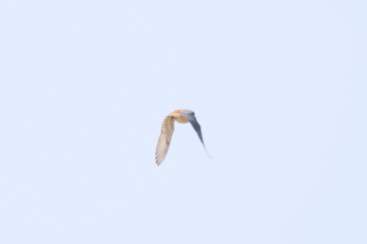 Red-backed Kingfisher - ML642521563