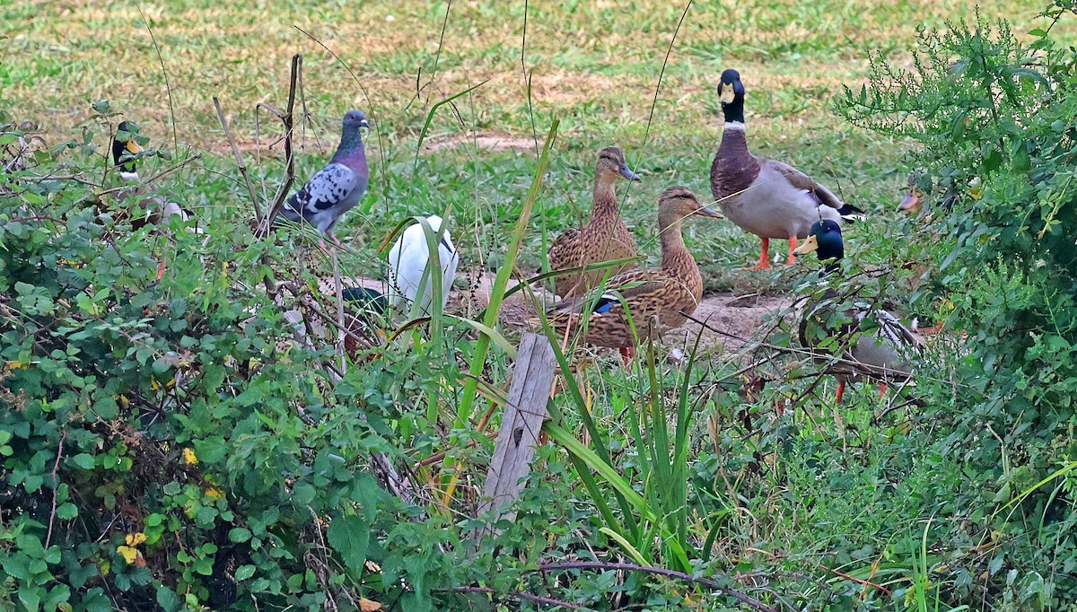 Rock Pigeon (Feral Pigeon) - Joao Freitas