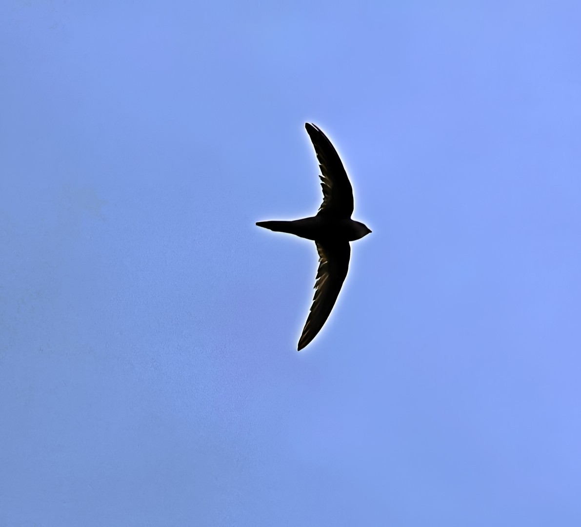 Common Swift - ML642521568