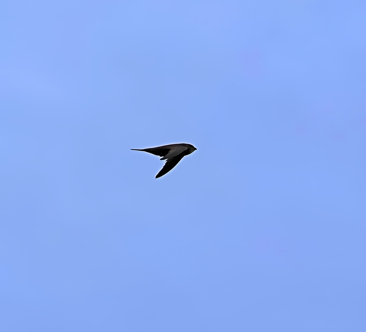 Common Swift - ML642521570