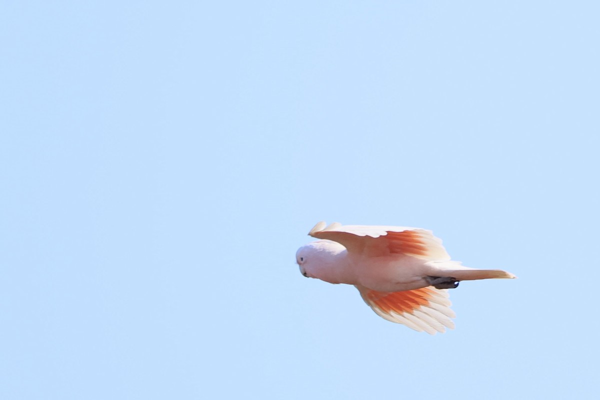 クルマサカオウム - ML642521573