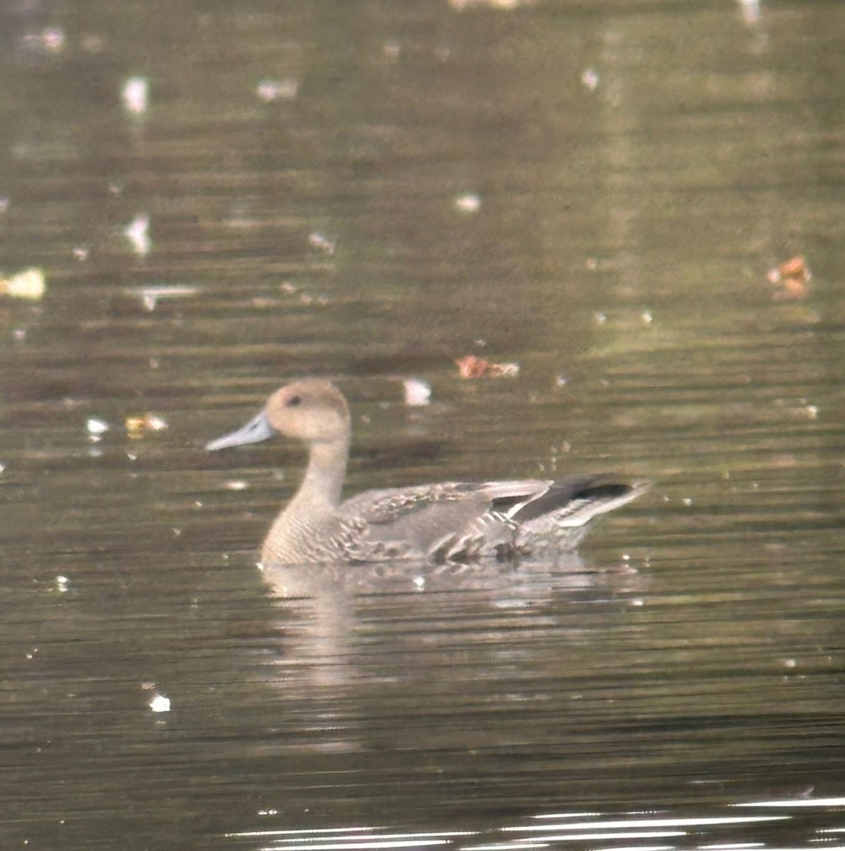Northern Pintail - ML642521587