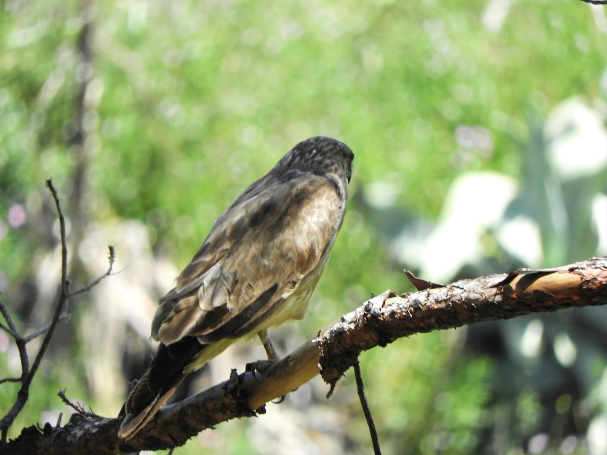Common Buzzard (Canary Is.) - ML642521603