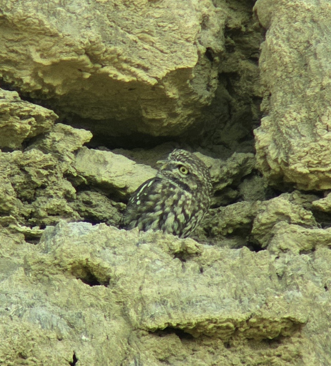 Little Owl - ML642521640