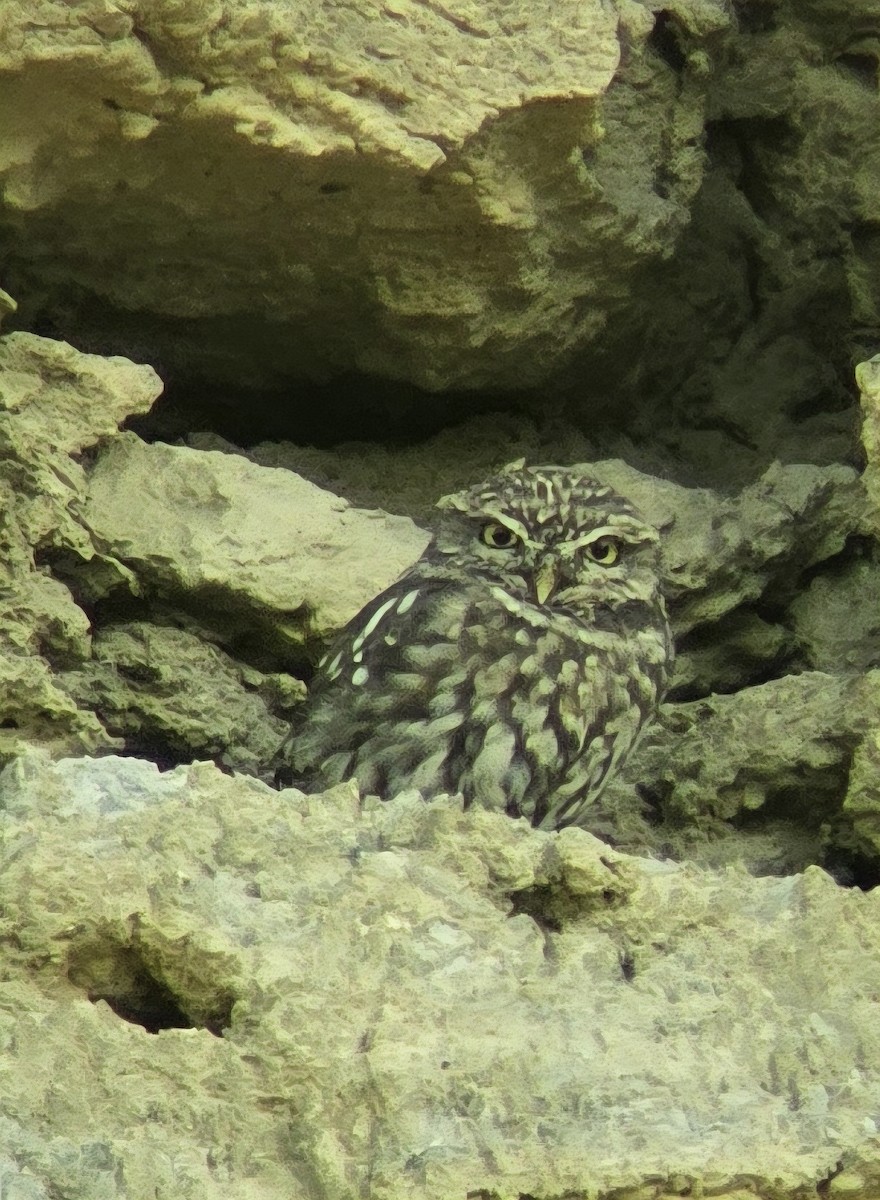 Little Owl - ML642521641