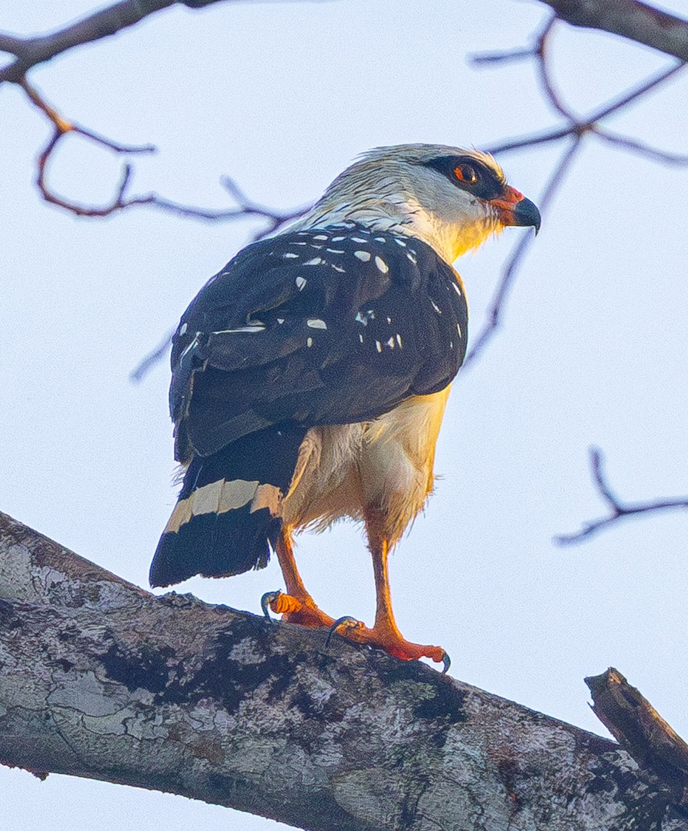 Black-faced Hawk - ML642521649