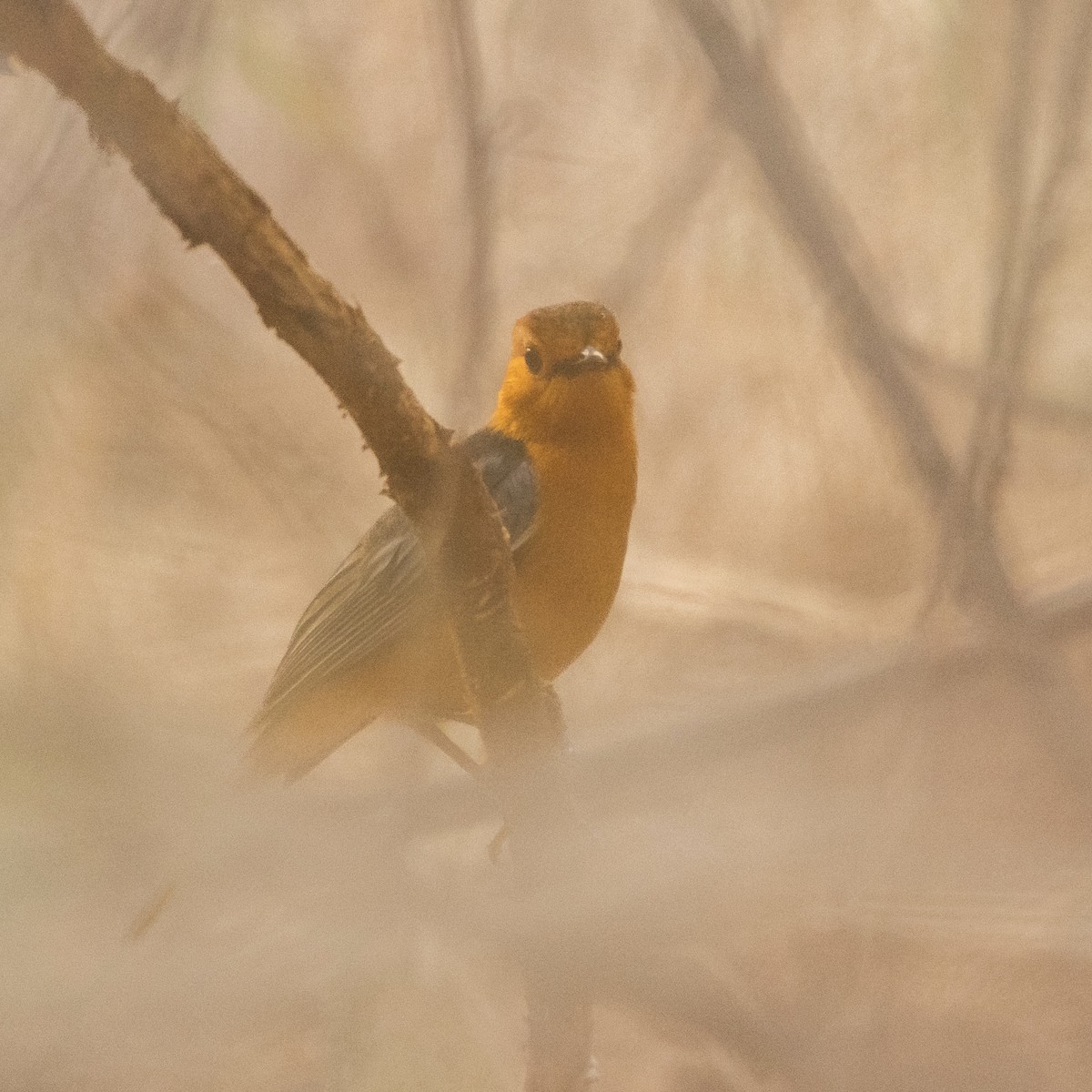 Red-capped Robin-Chat - ML642521683