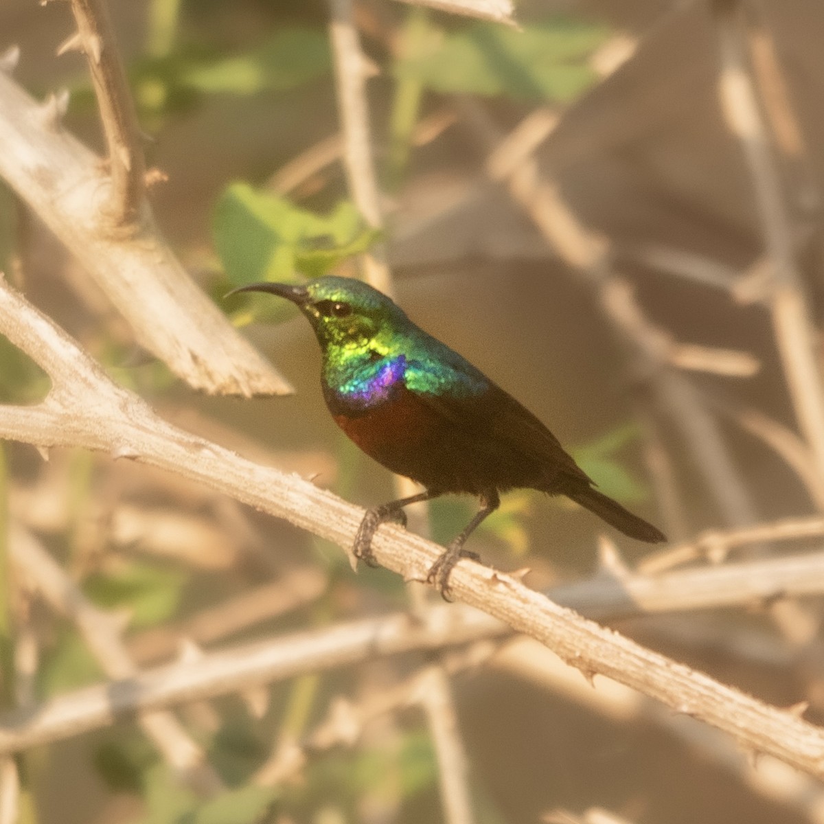 Purple-banded Sunbird - ML642521688