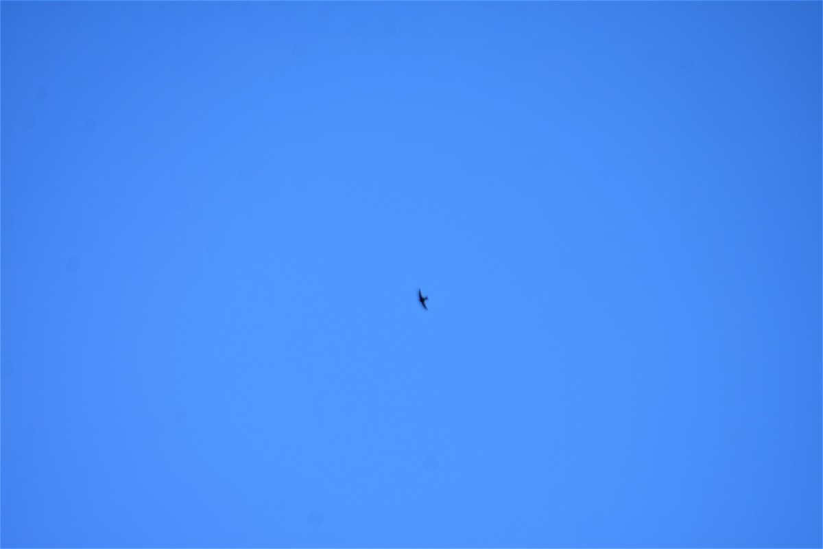 Plain Swift - ML642521706