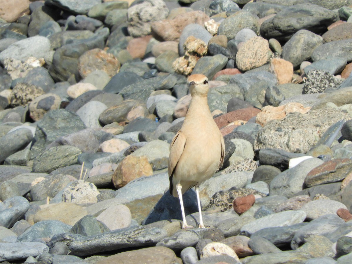 Cream-colored Courser - ML642521811
