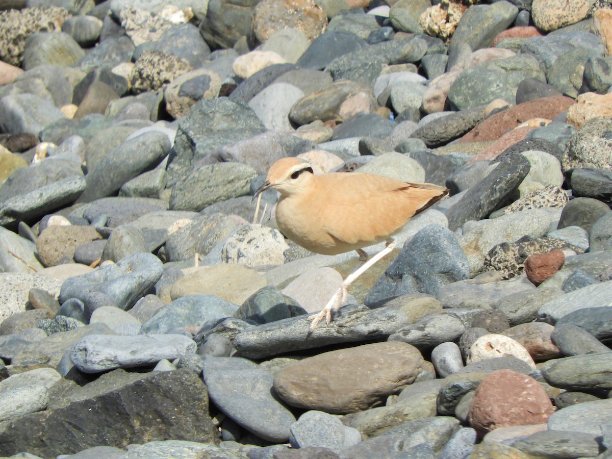 Cream-colored Courser - ML642521812