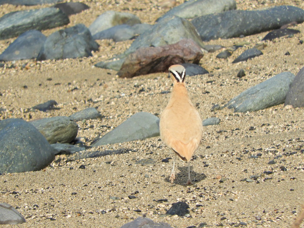 Cream-colored Courser - ML642521813