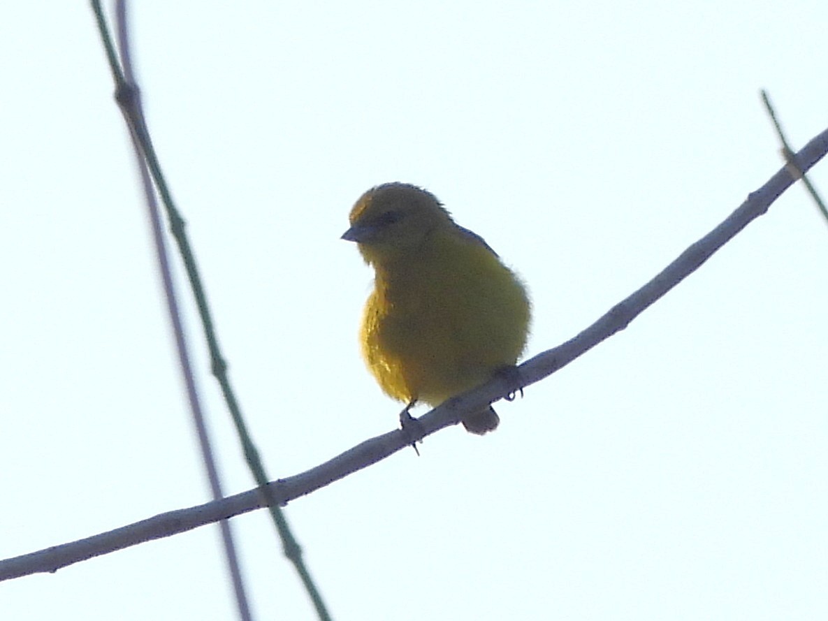 ロライマスミレフウキンチョウ - ML642521827