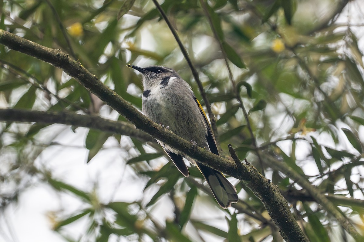 Crescent Honeyeater - ML642521849