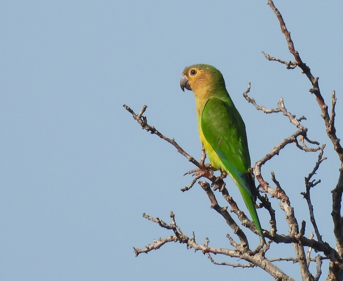 Brown-throated Parakeet - ML642521853