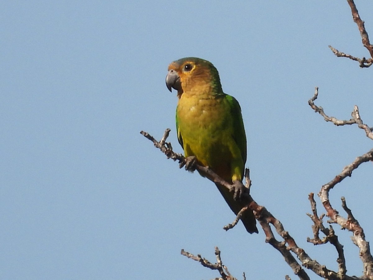 Brown-throated Parakeet - ML642521854