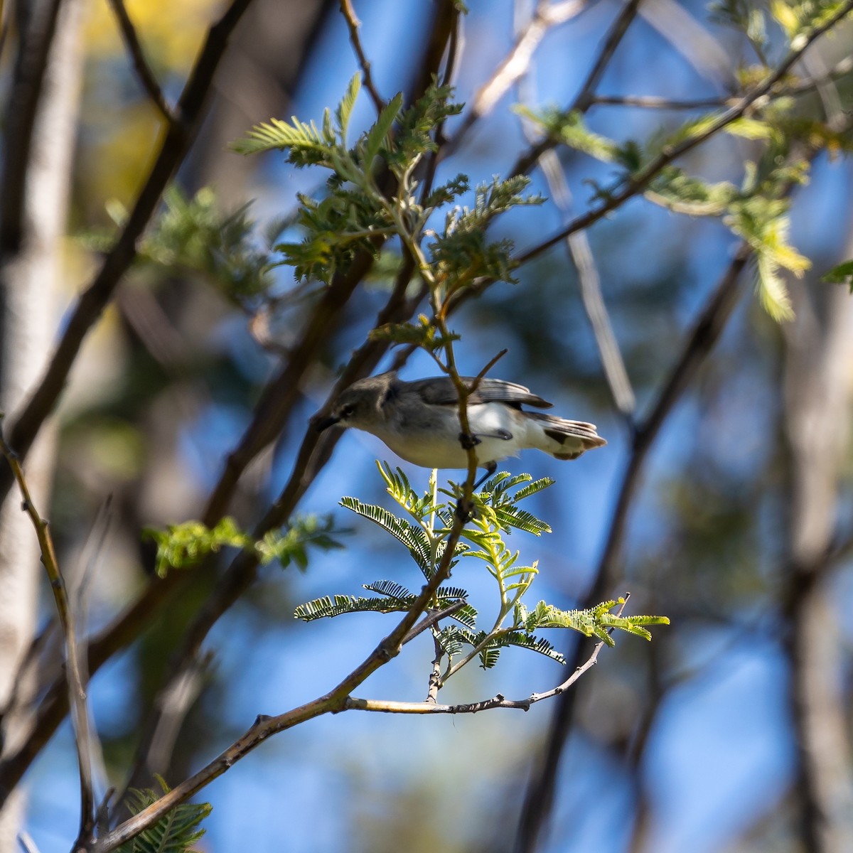 Western Gerygone - ML642521879