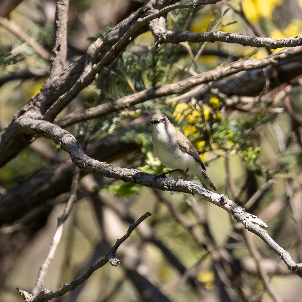 Western Gerygone - ML642521880