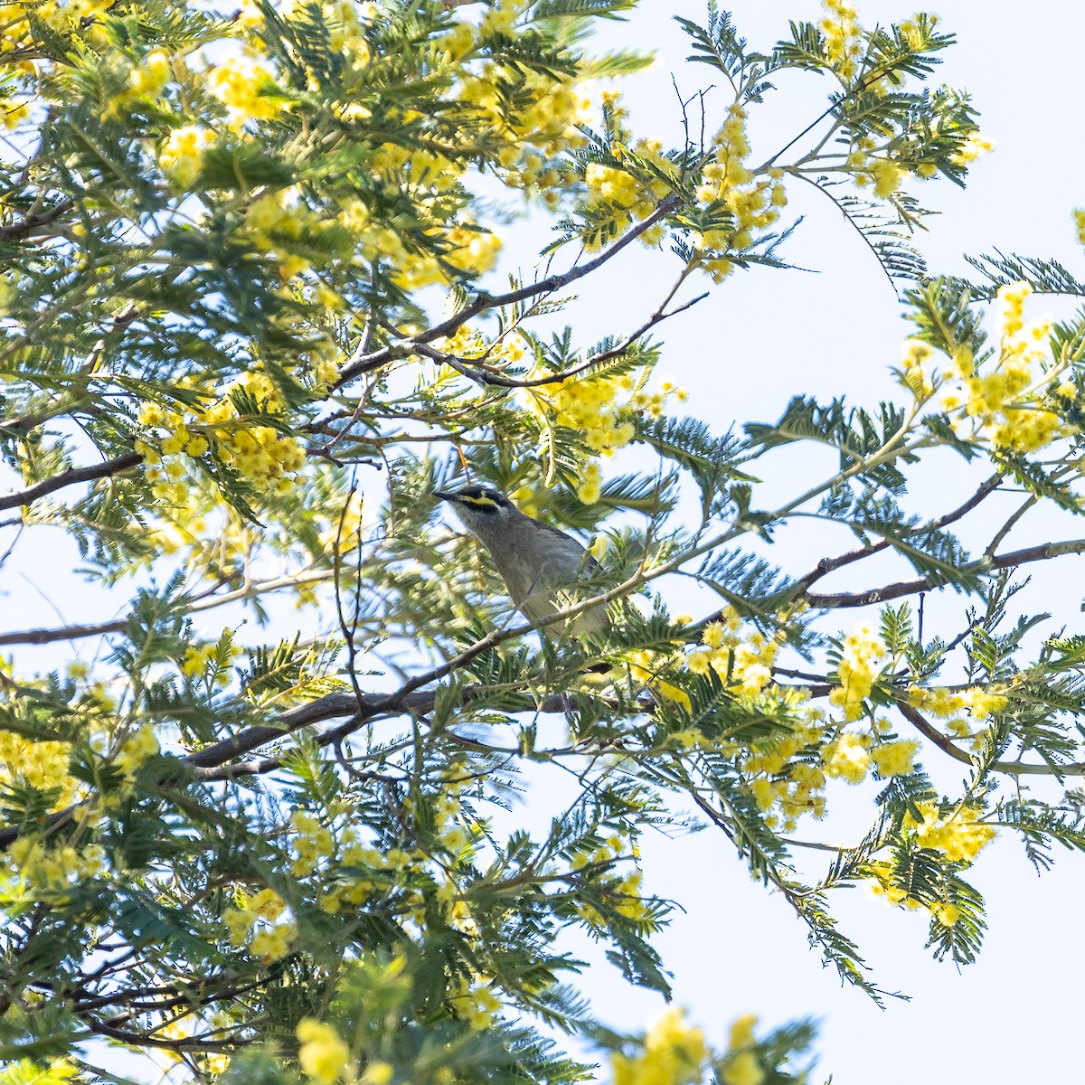 Yellow-faced Honeyeater - ML642521881