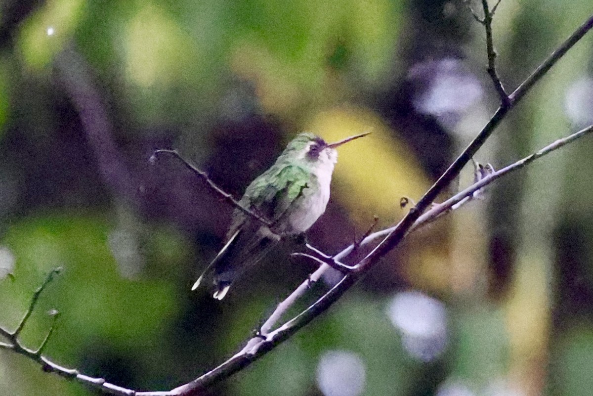 Cozumel Emerald - ML642521882