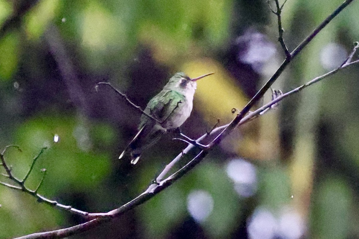 Cozumel Emerald - ML642521884