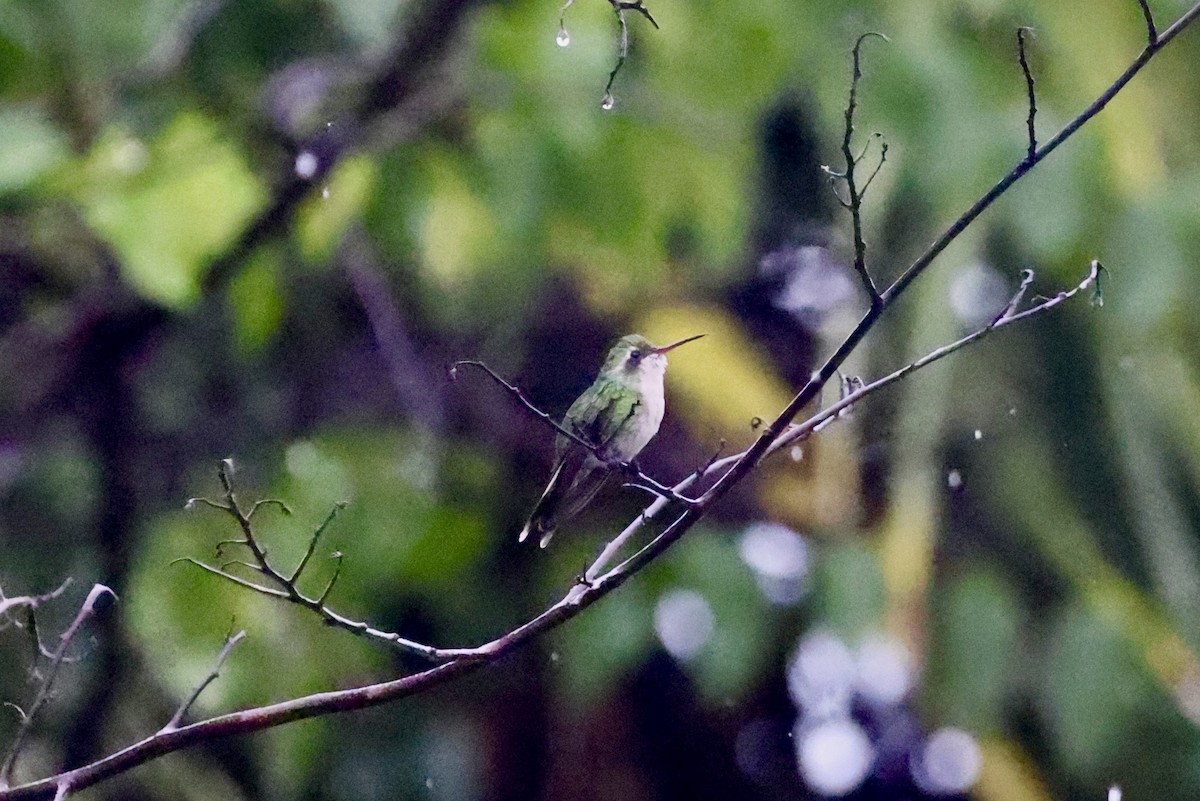 Cozumel Emerald - ML642521885