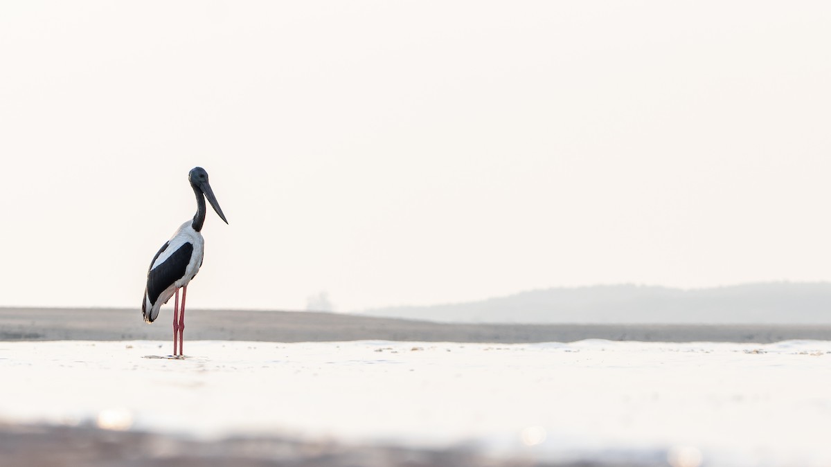 Black-necked Stork - ML642521899
