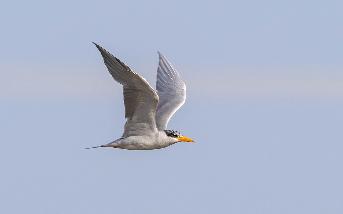 River Tern - Adithya Bhat