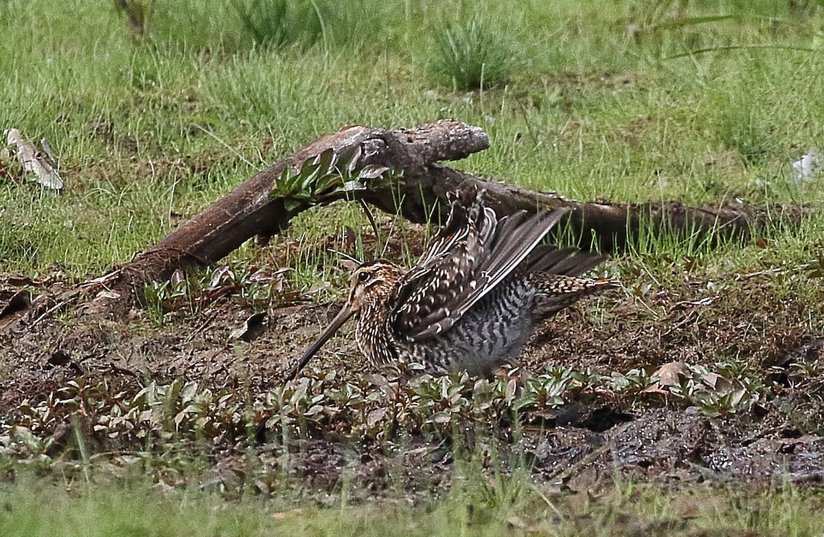 Wilson's Snipe - ML642521911