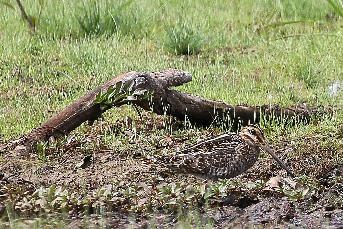Wilson's Snipe - ML642521912