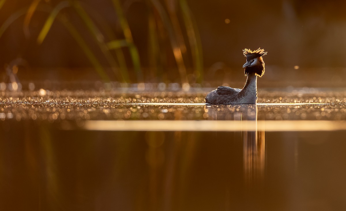 Great Crested Grebe - ML642521913