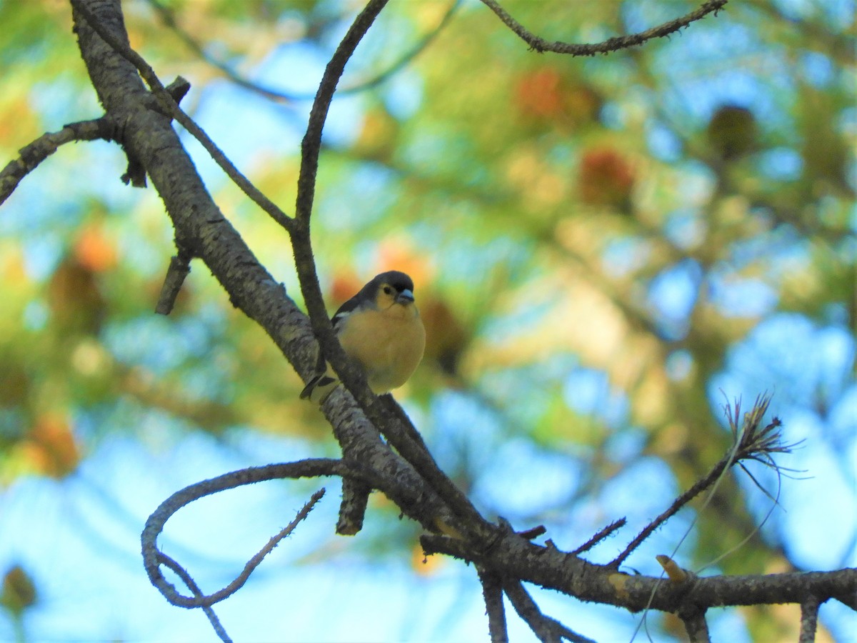 Canary Islands Chaffinch (Canary Is.) - ML642521950