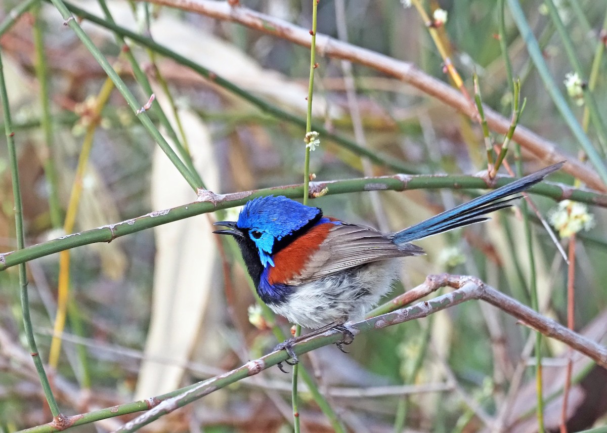 Purple-backed Fairywren - ML642521982