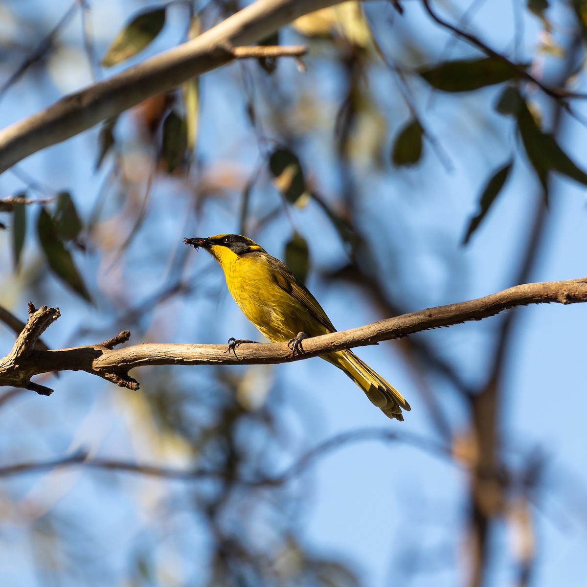 Yellow-tufted Honeyeater - ML642521985