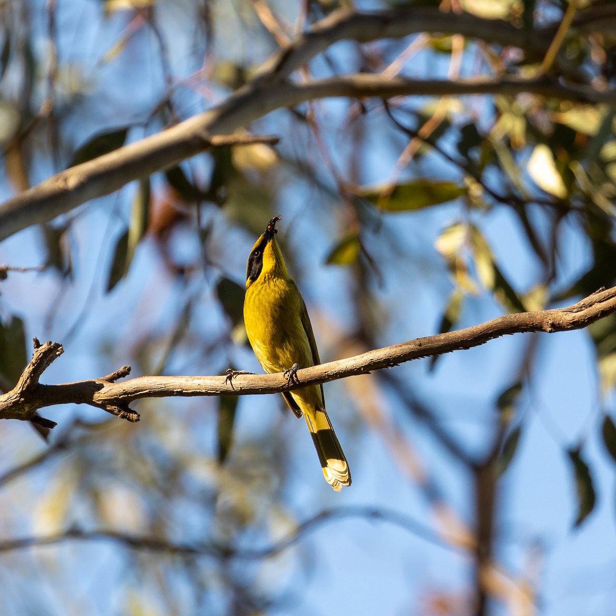 Yellow-tufted Honeyeater - ML642521988