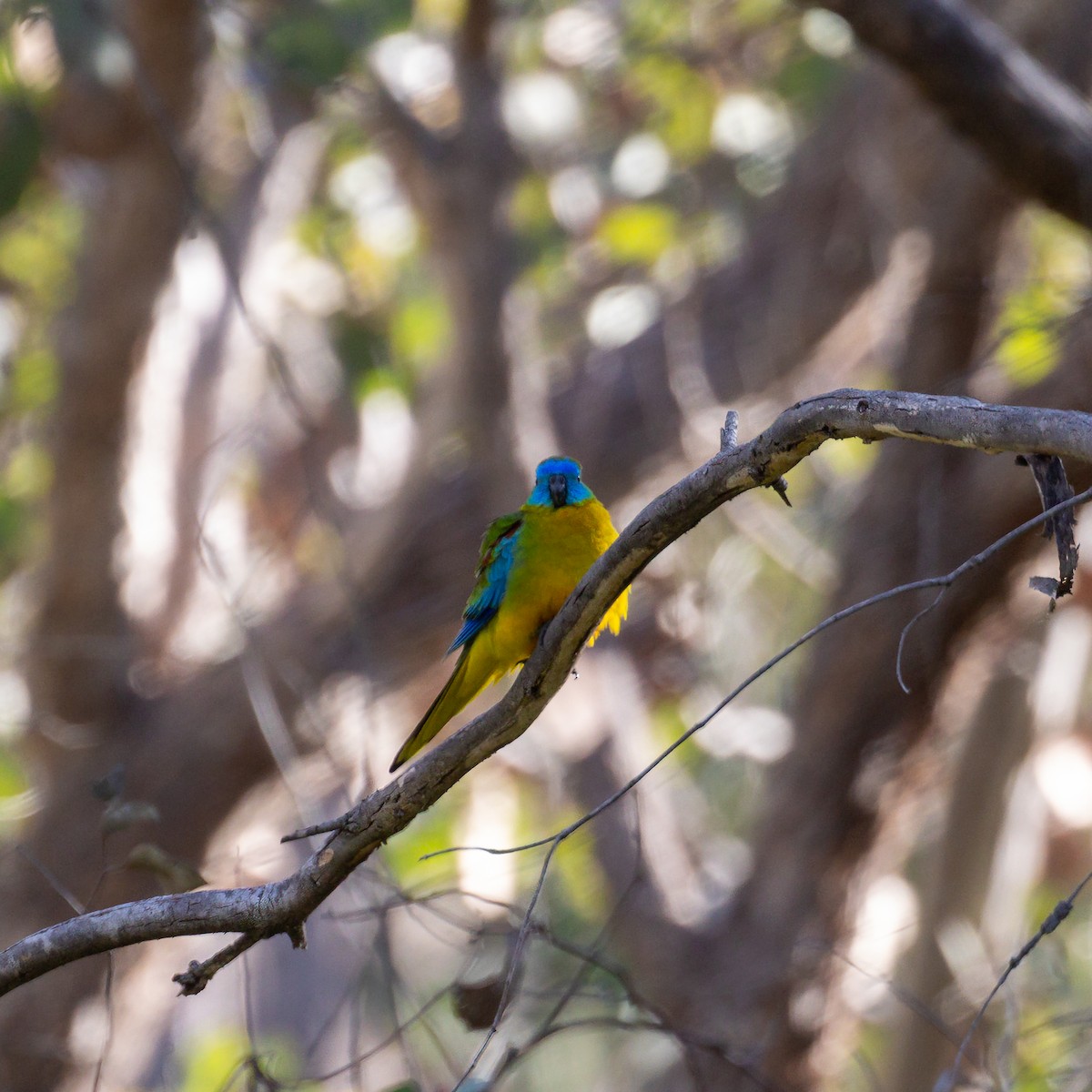Turquoise Parrot - ML642521992