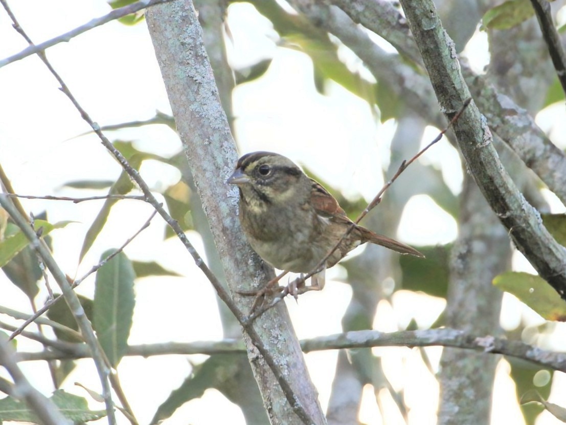 Swamp Sparrow - ML642521996
